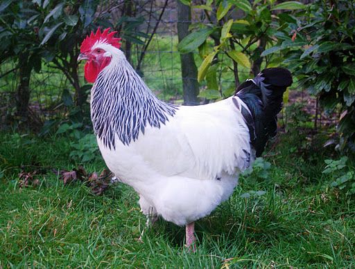 coq sussex